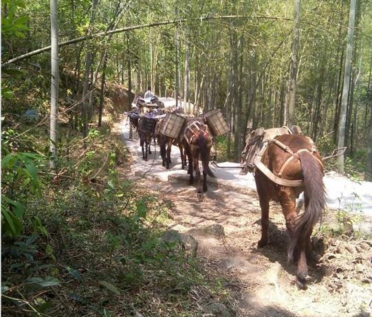 越秀区马帮运输电话