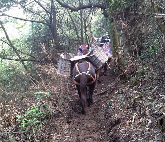 越秀区马帮运输公司