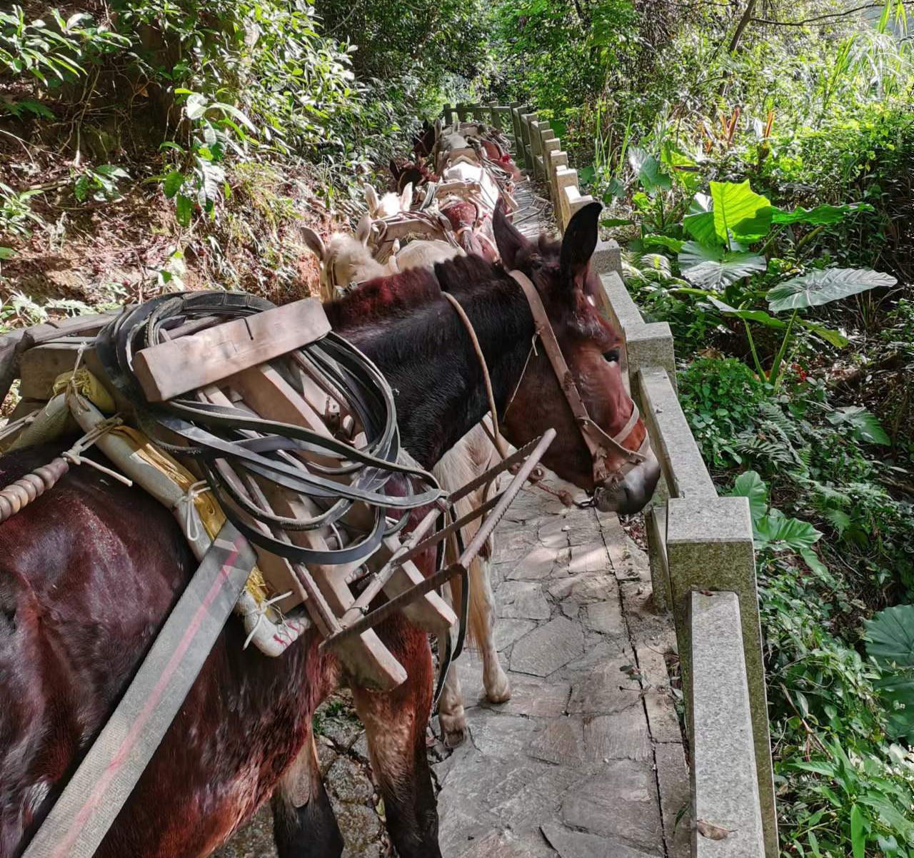 越秀区马队运输