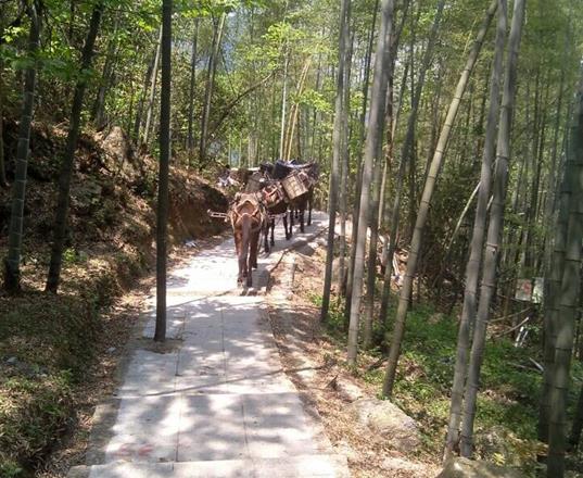 越秀区马队运输公司