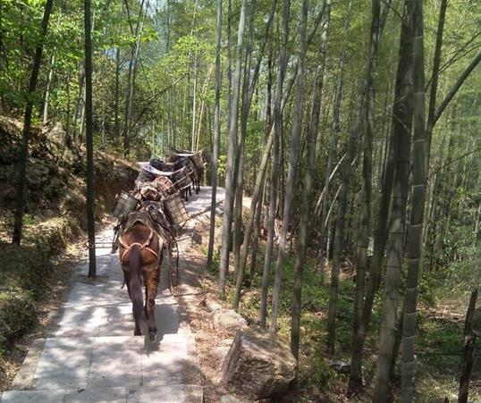 越秀区山路马队运输