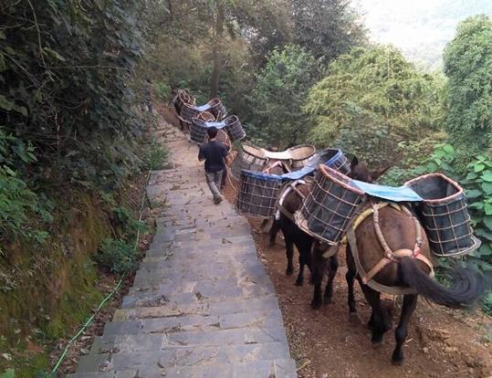 越秀区骡马运输电话