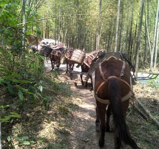 越秀区骡马运输公司
