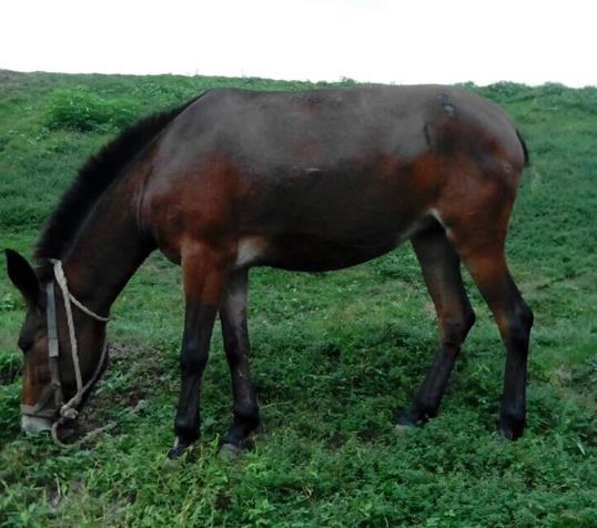 越秀区骡马搬运