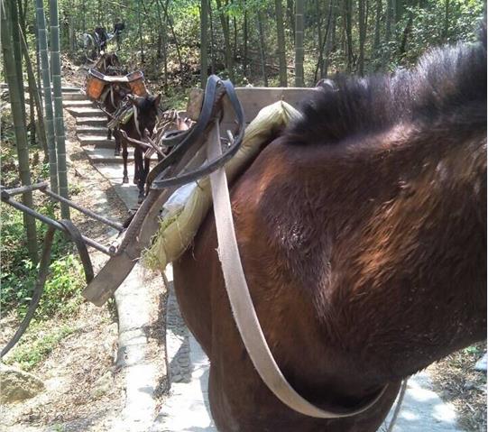 越秀区骡马队运输