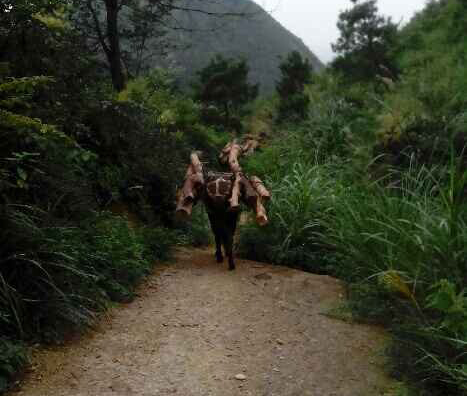 越秀区骡马运输