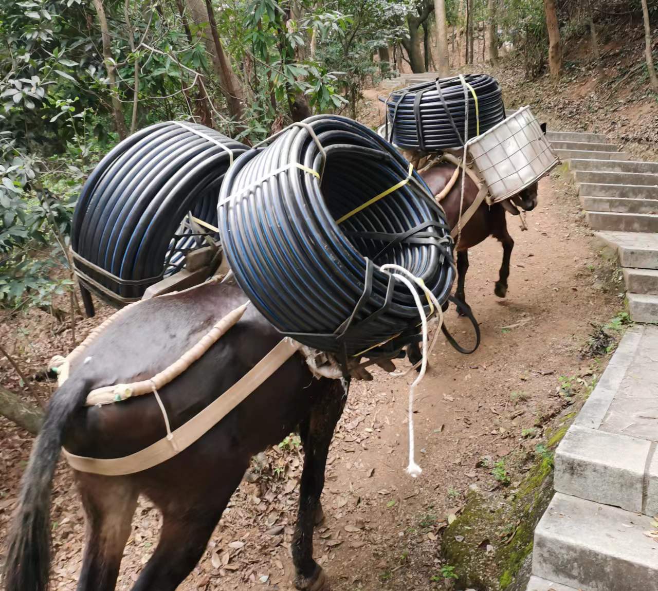 越秀区马帮运输