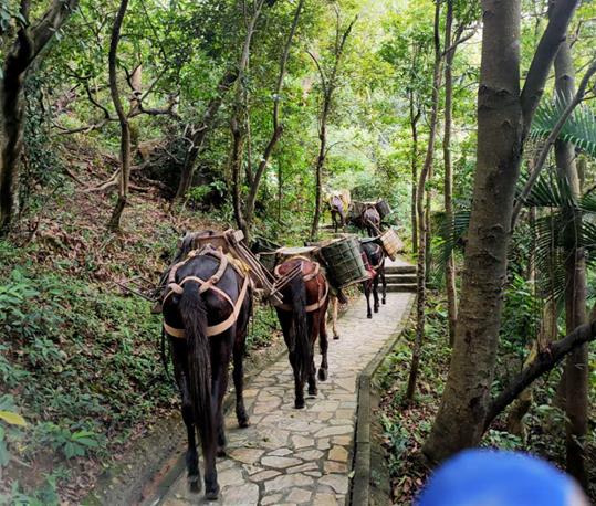 越秀区马队运输电话