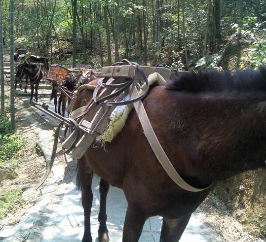 越秀区山路骡马运输