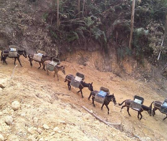 越秀区山路马帮运输