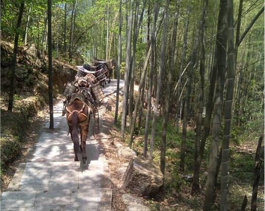 越秀区山区骡马运输