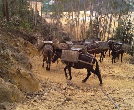 越秀区山区马队运输